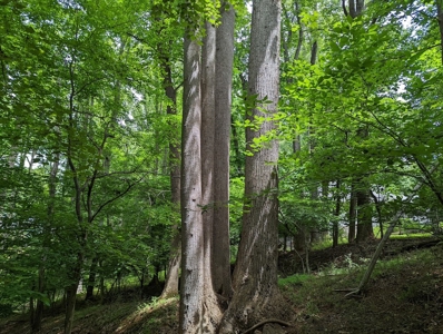 Lot for Sale on Smith Mountain Lake - image 6
