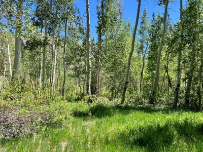 Nevada High Mountain Residential Trees Creek Land For Sale - image 7