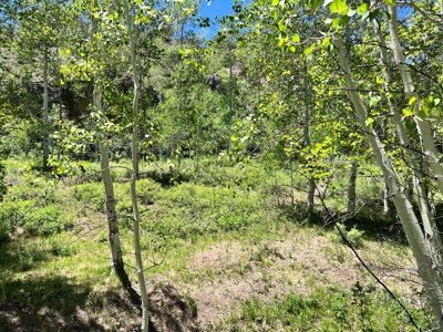Nevada High Mountain Residential Trees Creek Land For Sale - image 6
