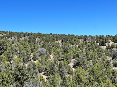 Ely, Nevada Residential Treed Mountain Land For Sale - image 7