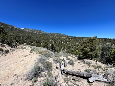 Ely, Nevada Residential Treed Mountain Land For Sale - image 3