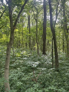 Johnson County Land For Sale - image 6