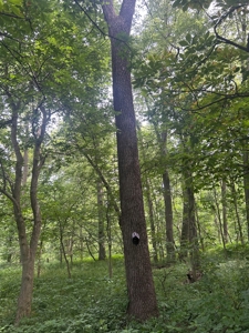 Johnson County Land For Sale - image 8