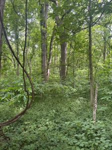 Johnson County Land For Sale - image 5