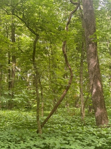 Johnson County Land For Sale - image 9