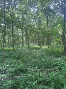 Johnson County Land For Sale - image 11