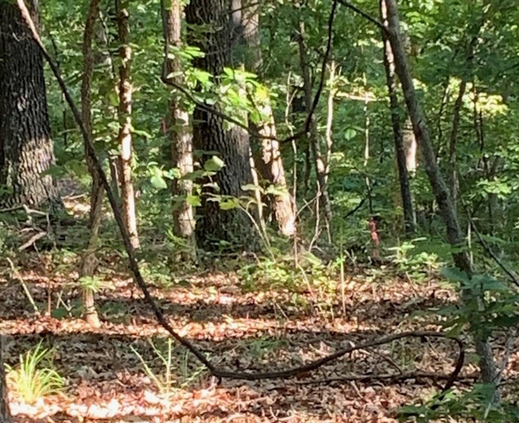 Woodland