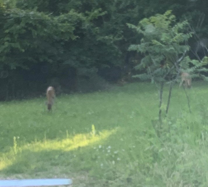 Abunant Wildlife