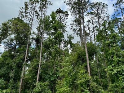 1.6 Acre Wooded Lot Near Withlacoochee River In Lee, Fl - image 9