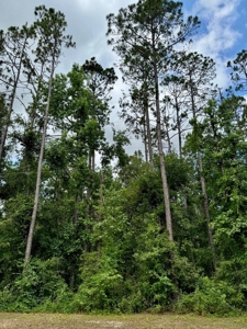 1.6 Acre Wooded Lot Near Withlacoochee River In Lee, Fl - image 11