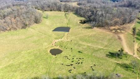 Premier 109+/- Acre Cattle Farm in Giles County, Tennessee - image 4