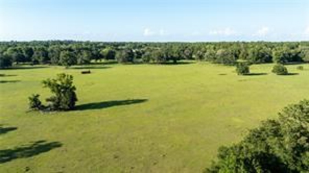 Large Equestrain Acreage Marion County Morriston  Florida - image 3