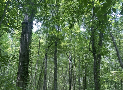 Unrestricted Land In Tn To Build Or As Hunting Land For Sale - image 12