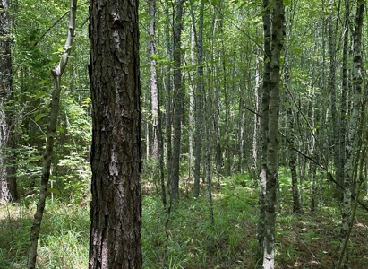 Unrestricted Land In Tn To Build Or As Hunting Land For Sale - image 11