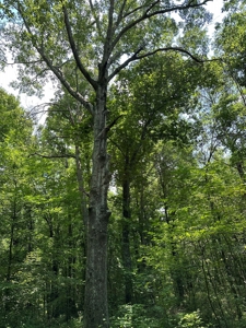 Unrestricted Land In Tn To Build Or As Hunting Land For Sale - image 17