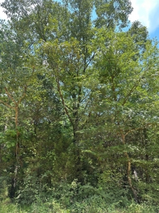 Unrestricted Land In Tn To Build Or As Hunting Land For Sale - image 18