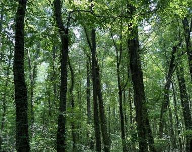 Unrestricted Land In Tn To Build Or As Hunting Land For Sale - image 10