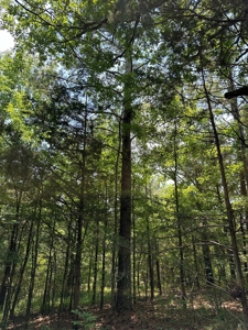 Unrestricted Land In Tn To Build Or As Hunting Land For Sale - image 20