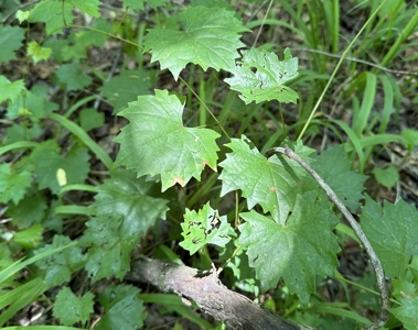 Unrestricted Land In Tn To Build Or As Hunting Land For Sale - image 9