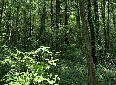 Unrestricted Land In Tn To Build Or As Hunting Land For Sale - image 13