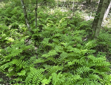 Unrestricted Land In Tn To Build Or As Hunting Land For Sale - image 8