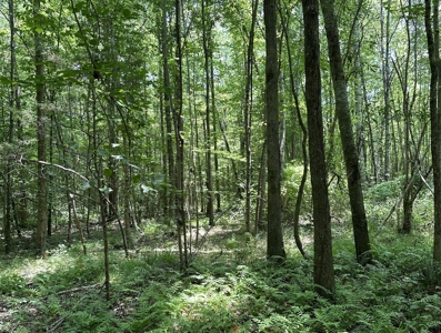Unrestricted Land In Tn To Build Or As Hunting Land For Sale - image 14