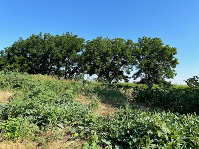 Land For Sale Red River Frontage Cotton County Oklahoma - image 10