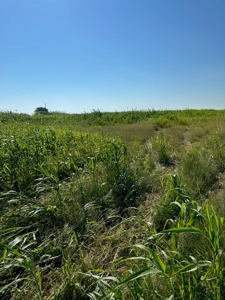 Land For Sale Red River Frontage Cotton County Oklahoma - image 2