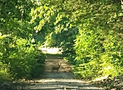 450 Acre Ranch with Live Water in Ava, Douglas County MO - image 19
