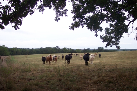 450 Acre Ranch with Live Water in Ava, Douglas County MO - image 27