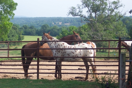 450 Acre Ranch with Live Water in Ava, Douglas County MO - image 25