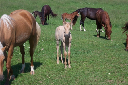 450 Acre Ranch with Live Water in Ava, Douglas County MO - image 4
