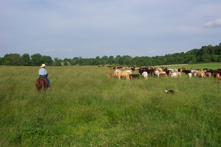 450 Acre Ranch with Live Water in Ava, Douglas County MO - image 5