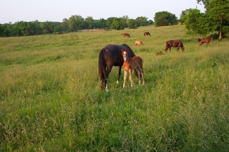 450 Acre Ranch with Live Water in Ava, Douglas County MO - image 28