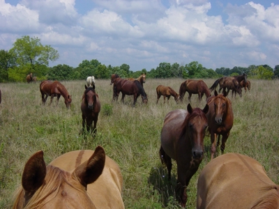 450 Acre Ranch with Live Water in Ava, Douglas County MO - image 29
