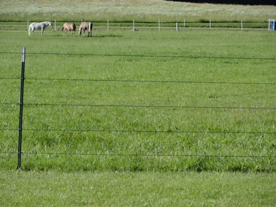 Equine,  Kennel, Boarding  Property , Outbuilding, Home,Pond - image 25