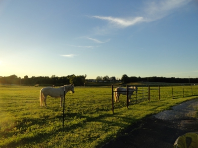 Equine,  Kennel, Boarding  Property , Outbuilding, Home,Pond - image 49