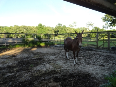 Equine,  Kennel, Boarding  Property , Outbuilding, Home,Pond - image 46