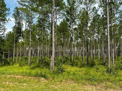 Land for sale Hartford, AL - image 17