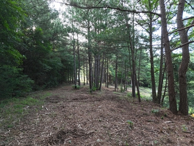 ±24.1 Acres Of East Texas Land With Insulated Shop And Pond - image 17
