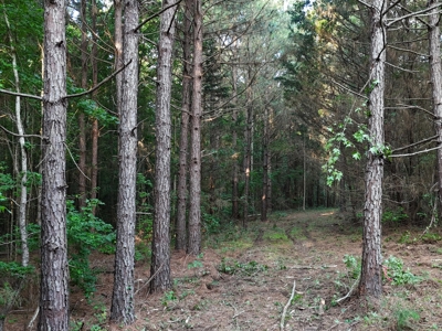 ±24.1 Acres Of East Texas Land With Insulated Shop And Pond - image 20