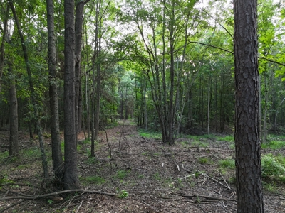 ±24.1 Acres Of East Texas Land With Insulated Shop And Pond - image 15