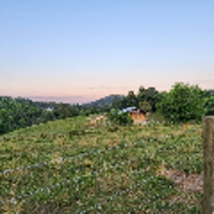 Poultry Farm and Country Home | Investment Property - image 14