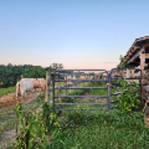 Poultry Farm and Country Home | Investment Property - image 16