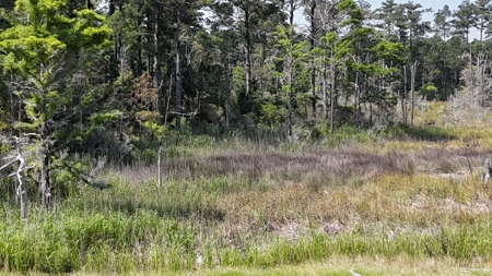 Waterfront Lot for Sale Beaufort NC - image 15