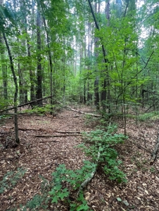 000 Cooper Church Road, Leesville, Louisiana - image 11