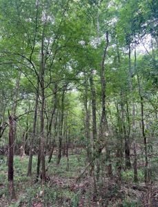 000 Cooper Church Road, Leesville, Louisiana - image 20