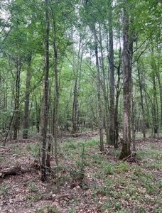 000 Cooper Church Road, Leesville, Louisiana - image 16