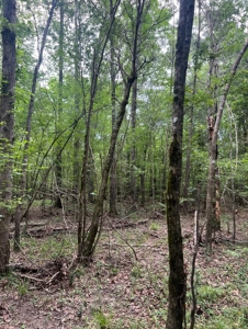 000 Cooper Church Road, Leesville, Louisiana - image 18