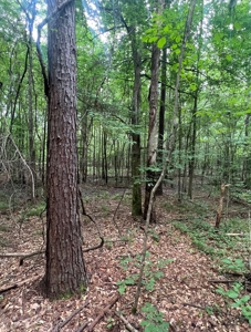 000 Cooper Church Road, Leesville, Louisiana - image 12